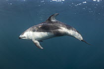 Pacific White-sided Dolphin (Lagenorhynchus obliquidens), five miles offshore from Mission Bay, San Diego, California