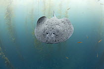 Electric Ray (Torpedo californica), one hundred miles offshore from San Diego, Cortes Bank, California