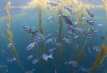 Halfmoon (Medialuna californiensis) school taking shelter under Giant Kelp (Macrocystis pyrifera), one hundred miles offshore from San Diego, Cortes Bank, California
