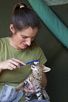Serval (Leptailurus serval) five week old orphan cub being groomed by Suzi Eszterhas with toothbrush which resembles mother's tongue, Masai Mara, Kenya