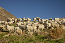 Domestic Sheep (Ovis aries) flock, Rakaia Valley, Canterbury, New Zealand