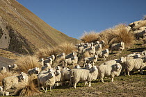 Domestic Sheep (Ovis aries) flock, Rakaia Valley, Canterbury, New Zealand