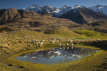 Domestic Sheep (Ovis aries) flock in alpine meadow with small pond, Rakaia Valley, Reishek Mountains, Canterbury, New Zealand