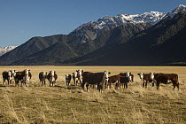 Hereford Cattle (Bos taurus) herd, Mount White Station, Waimakariri River, Arthur's Pass National Park, New Zealand