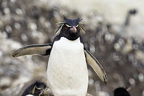 Rockhopper Penguin (Eudyptes chrysocome) with one flipper raised, Falkland Islands