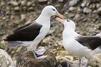 Black-browed Albatross (Thalassarche melanophrys) pair courting, Falkland Islands