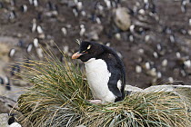 Rockhopper Penguin (Eudyptes chrysocome) sitting amid tussock grass, Falkland Islands