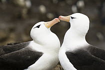 Black-browed Albatross (Thalassarche melanophrys) pair courting, Falkland Islands