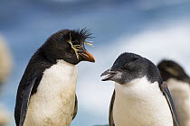 Rockhopper Penguin (Eudyptes chrysocome) with chick, Falkland Islands