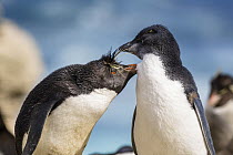 Rockhopper Penguin (Eudyptes chrysocome) parent grooming chick, Falkland Islands