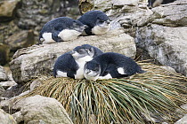 Rockhopper Penguin (Eudyptes chrysocome) chicks resting on tussock grass nest, Falkland Islands