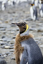 King Penguin (Aptenodytes patagonicus) moulting, South Georgia Island