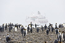 King Penguin (Aptenodytes patagonicus) group and cruise ship, Salisbury Plain, South Georgia Island
