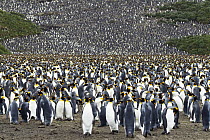 King Penguin (Aptenodytes patagonicus) colony, Salisbury Plain, South Georgia Island