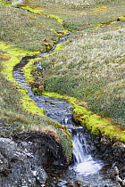 Stream cascading, Grytviken, King Edward Cove, South Georgia Island
