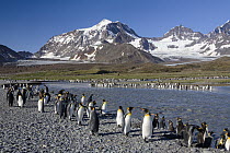 King Penguin (Aptenodytes patagonicus) colony, St Andrew's Bay, South Georgia Island