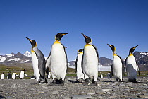 King Penguin (Aptenodytes patagonicus) group, St Andrew's Bay, South Georgia Island