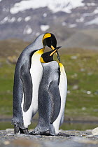 King Penguin (Aptenodytes patagonicus) pair courting, St Andrew's Bay, South Georgia Island