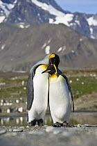 King Penguin (Aptenodytes patagonicus) pair courting, St Andrew's Bay, South Georgia Island