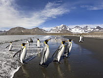King Penguin (Aptenodytes patagonicus) group coming ashore, St Andrew's Bay, South Georgia Island