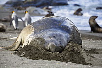 Southern Elephant Seal (Mirounga leonina) sleeping male and King Penguins (Aptenodytes patagonicus), South Georgia Island
