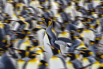 King Penguin (Aptenodytes patagonicus) running in colony, Gold Harbor, South Georgia Island