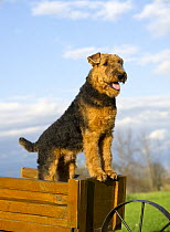 Airedale Terrier (Canis familiaris) standing in cart