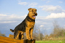 Airedale Terrier (Canis familiaris) standing in cart