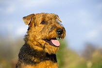 Airedale Terrier (Canis familiaris)