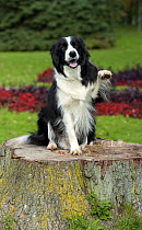 Border Collie (Canis familiaris) lifting paw while sitting on stump