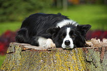 Border Collie (Canis familiaris) resting on stump