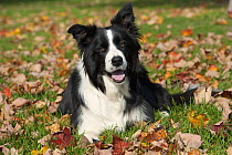 Border Collie (Canis familiaris) resting among autumn leaves