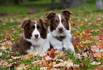 Border Collie (Canis familiaris) pair resting in autumn leaves