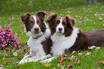 Border Collie (Canis familiaris) pair