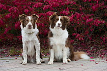 Border Collie (Canis familiaris) pair with autumn leaves
