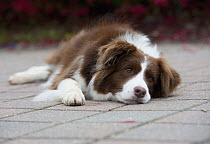 Border Collie (Canis familiaris) resting on patio