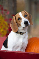 Beagle (Canis familiaris) in cart with pumpkin