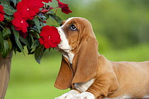 Basset Hound (Canis familiaris) puppy smelling flowers