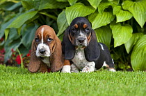 Basset Hound (Canis familiaris) puppies