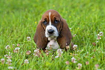 Basset Hound (Canis familiaris) puppy sitting on green lawn