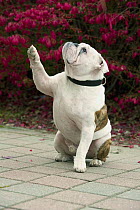 English Bulldog (Canis familiaris) raising paw