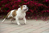 English Bulldog (Canis familiaris) running