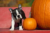 Boston Terrier (Canis familiaris) puppy with pumpkins