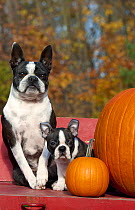 Boston Terrier (Canis familiaris) mother and puppy with pumpkins