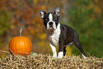 Boston Terrier (Canis familiaris) puppy on hay bale with pumpkin