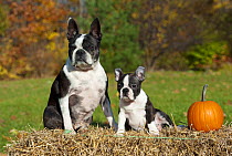 Boston Terrier (Canis familiaris) mother and puppy on hay bale with pumpkin