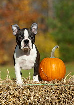 Boston Terrier (Canis familiaris) puppy on hay bale with pumpkin