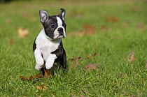 Boston Terrier (Canis familiaris) puppy running