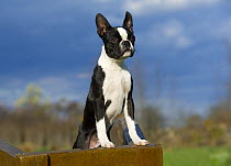 Boston Terrier (Canis familiaris) puppy