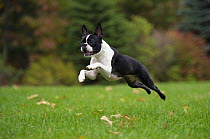 Boston Terrier (Canis familiaris) running